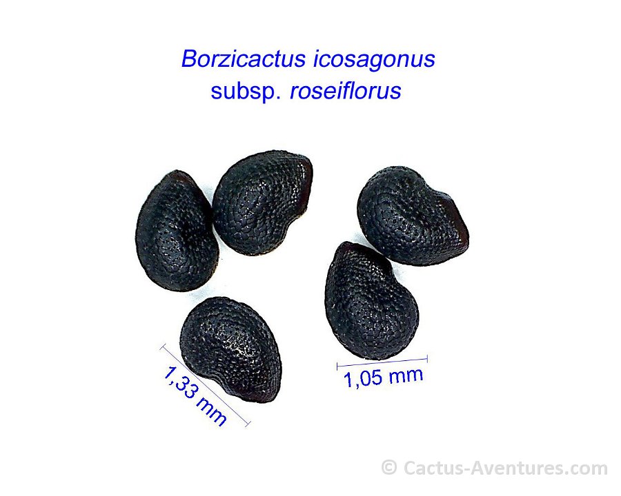 Borzicactus icosagonus roseiflorus ex Akersia roseiflora HW